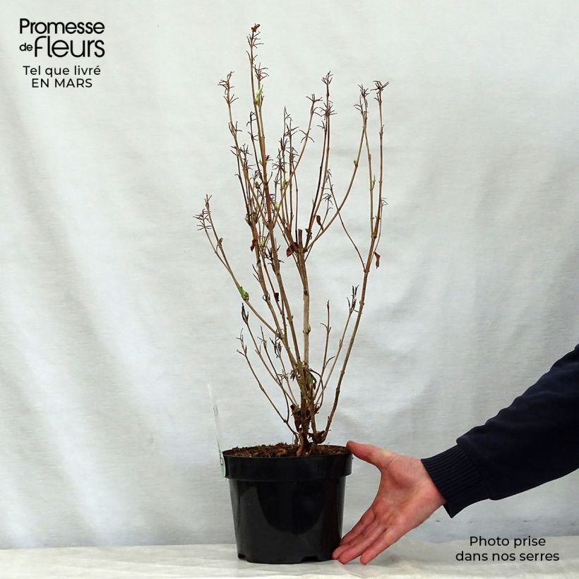 Weigelia Milk and Honey Vaso da 2L/3L esemplare consegnato in primavera