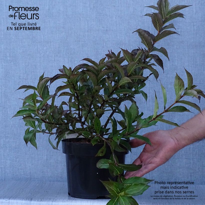 Esemplare di Weigelia Minuet Vaso da 2L/3L come consegnato in autunno