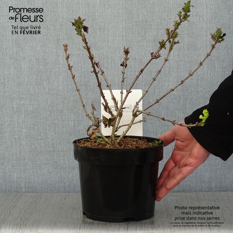 Weigelia Minuet Vaso da 2L/3L esemplare consegnato in inverno