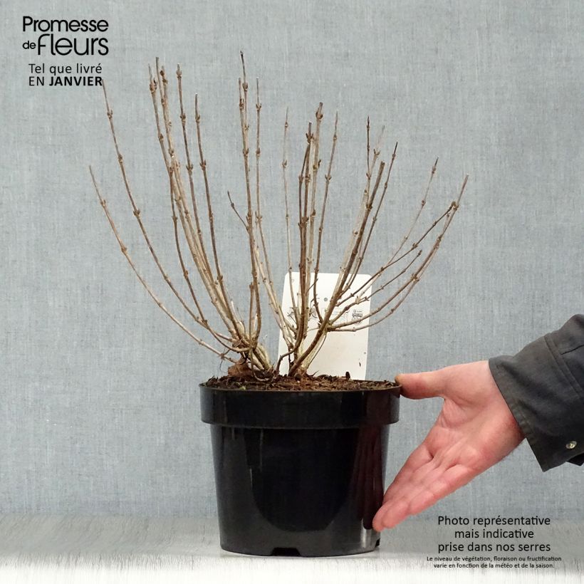 Weigelia Nain rouge Vaso da 3L/4L esemplare consegnato in inverno