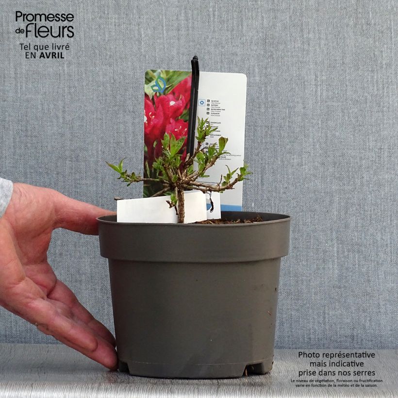 Weigelia Picobella Rosso Vaso da 2L/3L esemplare consegnato in primavera