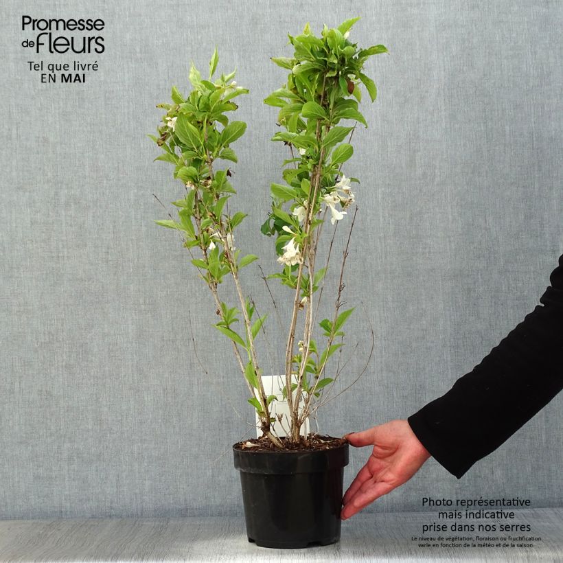 Weigelia Snowflake Vaso da 3L/4L esemplare consegnato in primavera