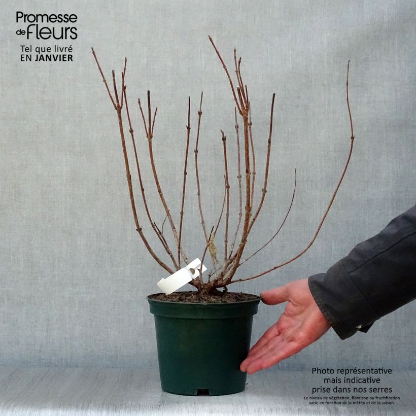 Weigelia Stelzneri Vaso da 2L/3L esemplare consegnato in inverno