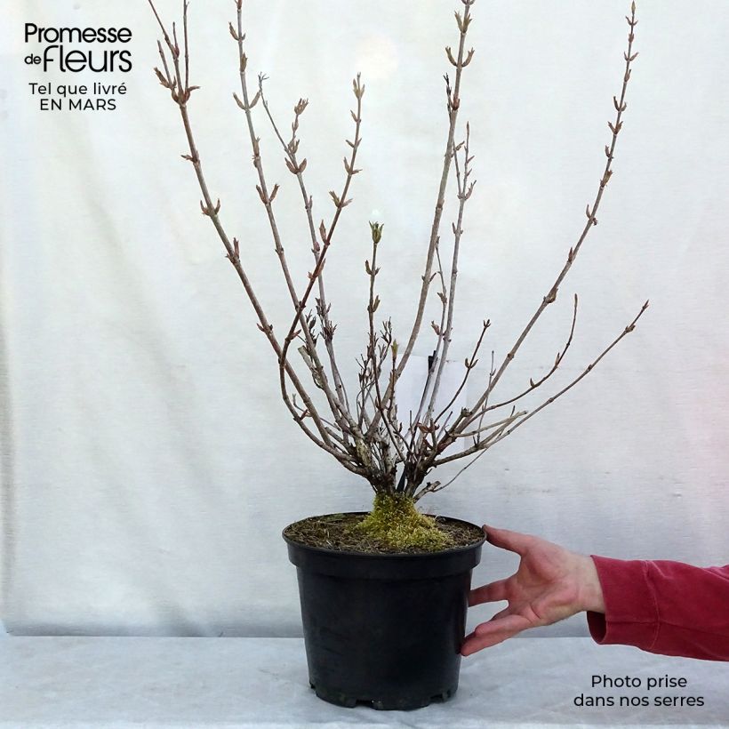 Weigelia Stelzneri Vaso da 7,5L/10L esemplare consegnato in inverno