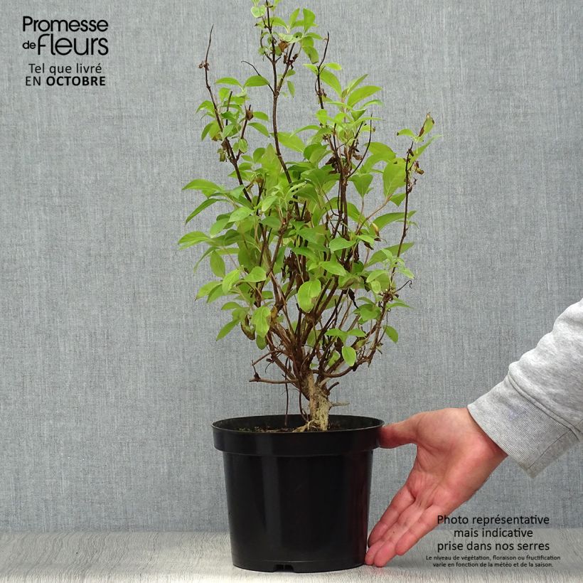 Esemplare di Weigelia Wings of Fire Vaso da 3L/4L come consegnato in autunno