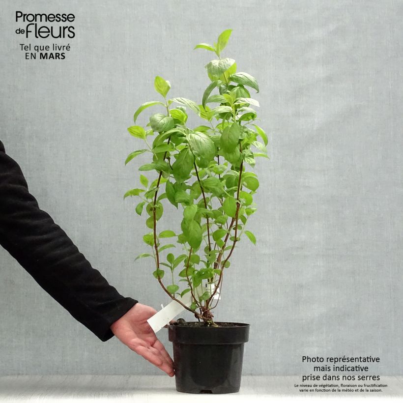 Weigelia Wings of Fire Vaso da 3L/4L esemplare consegnato in primavera