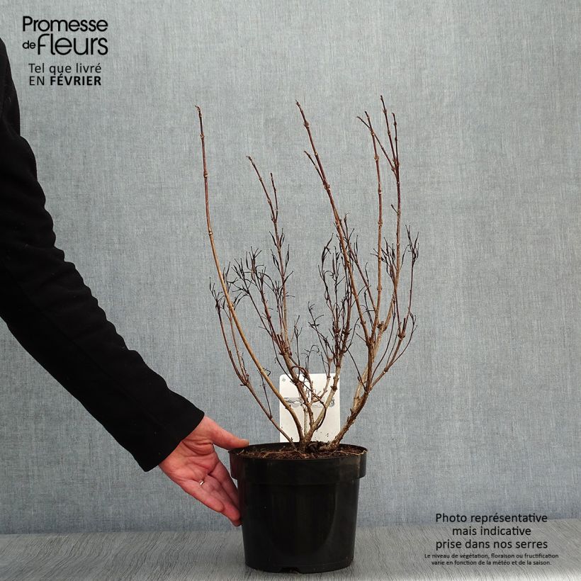 Weigelia Alexandra Vaso da 2L/3L esemplare consegnato in inverno