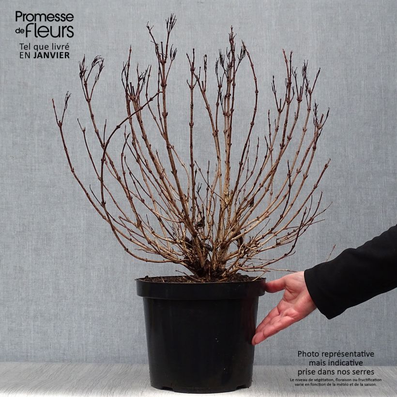 Weigelia Alexandra Vaso da 4L/5L esemplare consegnato in inverno