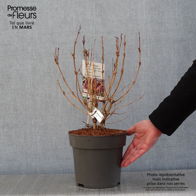 Weigelia Big Love Vaso da 3L/4L esemplare consegnato in inverno