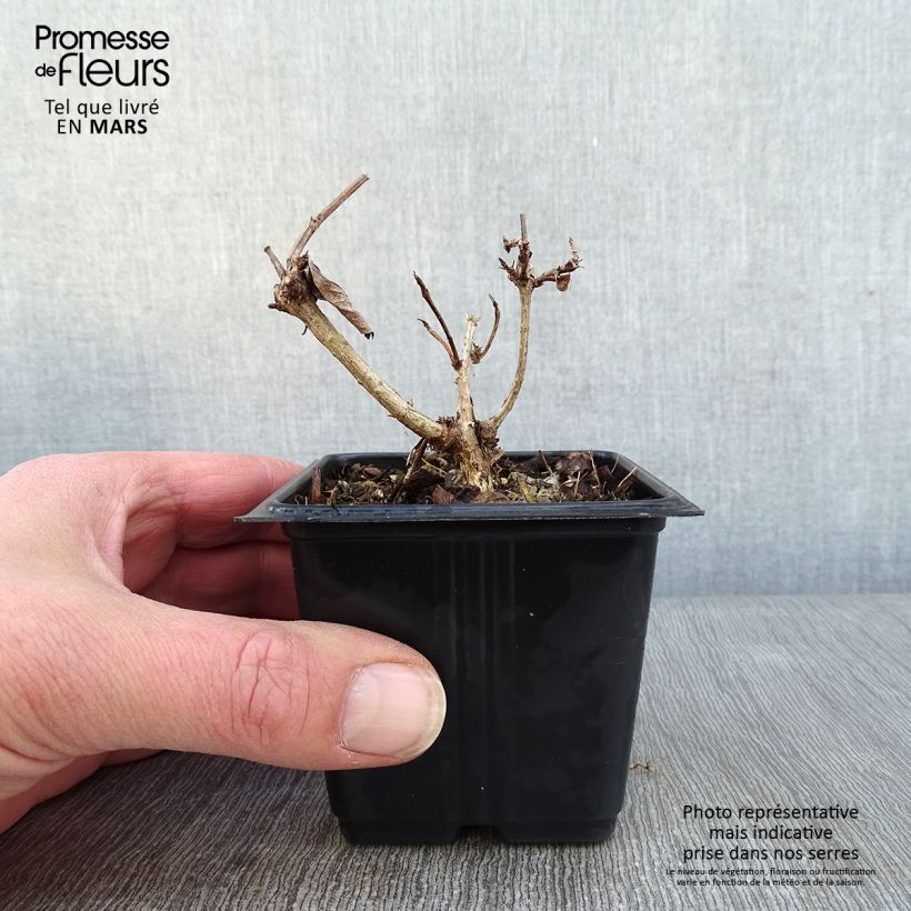 Weigelia Bristol Ruby Vasetto da 8/9 cm esemplare consegnato in inverno