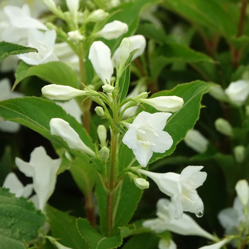 Weigelia Candida (Fioritura)