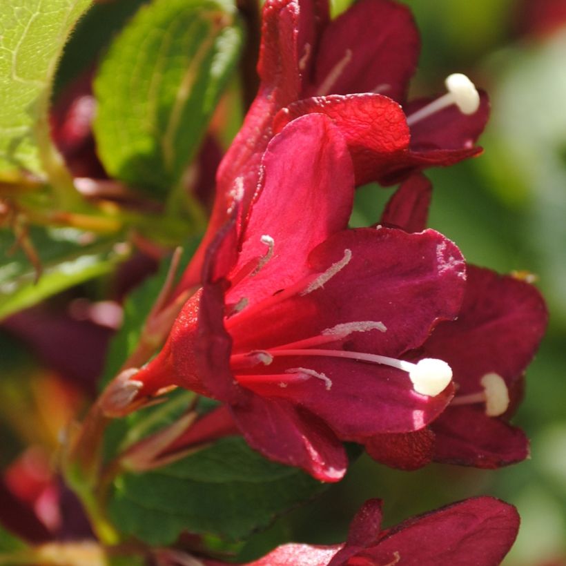 Weigelia Cherry Lace (Fioritura)