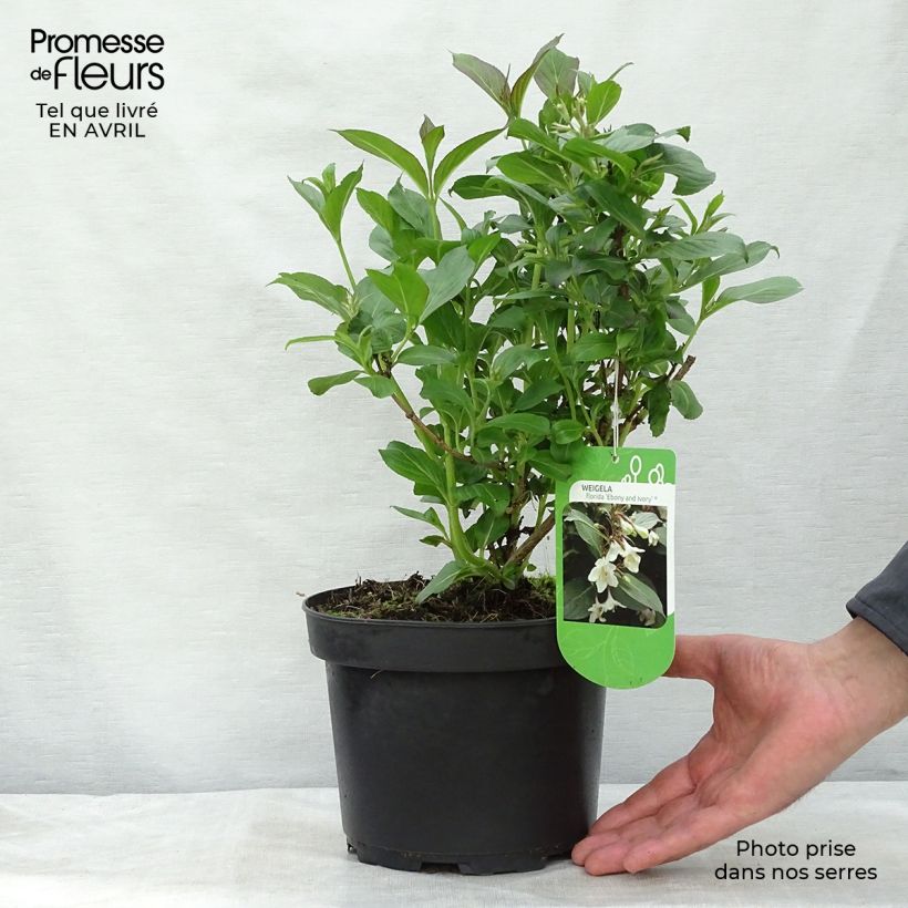 Weigelia Ebony and Ivory Vaso da 3L/4L esemplare consegnato in primavera