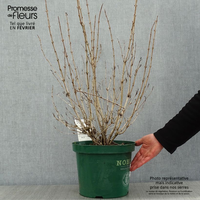 Weigelia Ebony and Ivory Vaso da 7,5L/10L esemplare consegnato in inverno