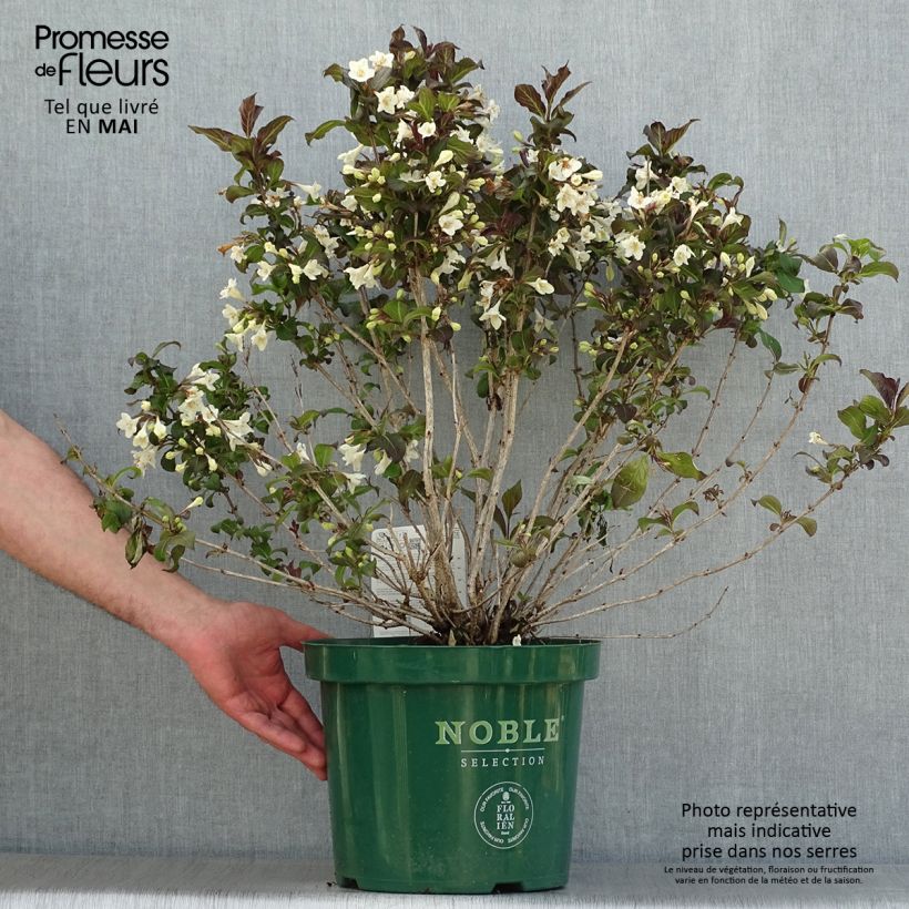 Weigelia Ebony and Ivory Vaso da 7,5L/10L esemplare consegnato in primavera