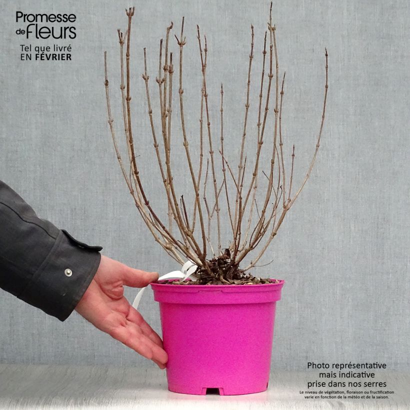 Weigelia Foliis Purpureis Vaso da 2L/3L esemplare consegnato in inverno