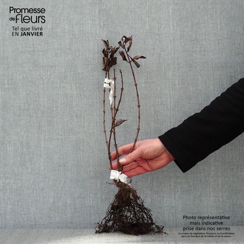 Weigelia Foliis Purpureis Piante piccole a radice nuda esemplare consegnato in inverno