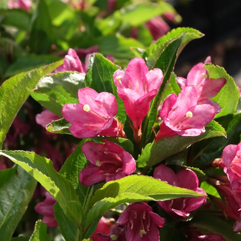 Weigelia Korea (Fioritura)
