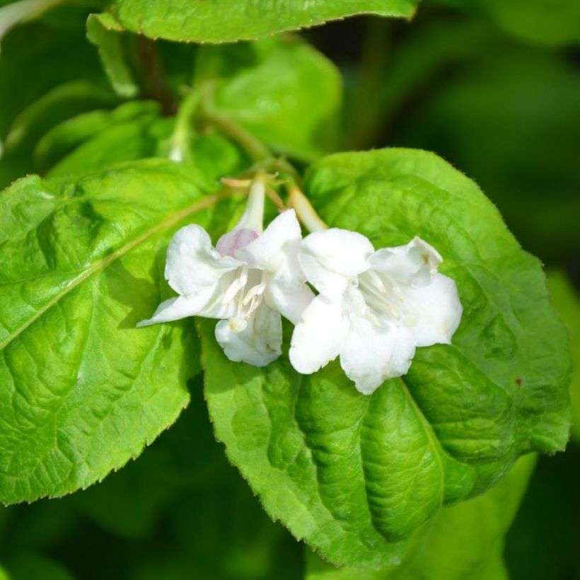 Weigelia Lime Monster (Fioritura)