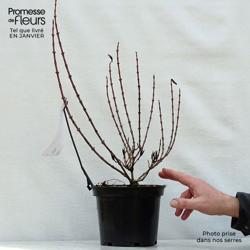 Weigelia Magical Rainbow Vaso da 3L/4L esemplare consegnato in inverno