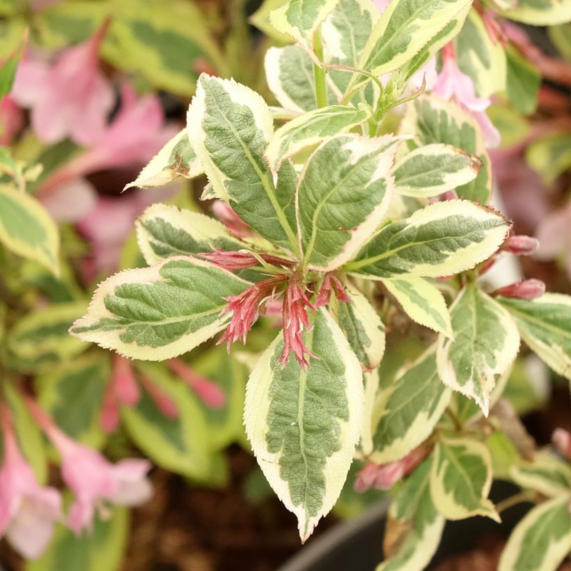 Weigelia Magical Rainbow (Fogliame)