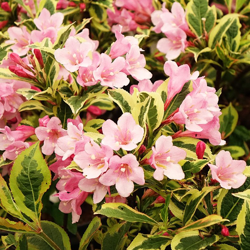 Weigelia Magical Rainbow (Fioritura)