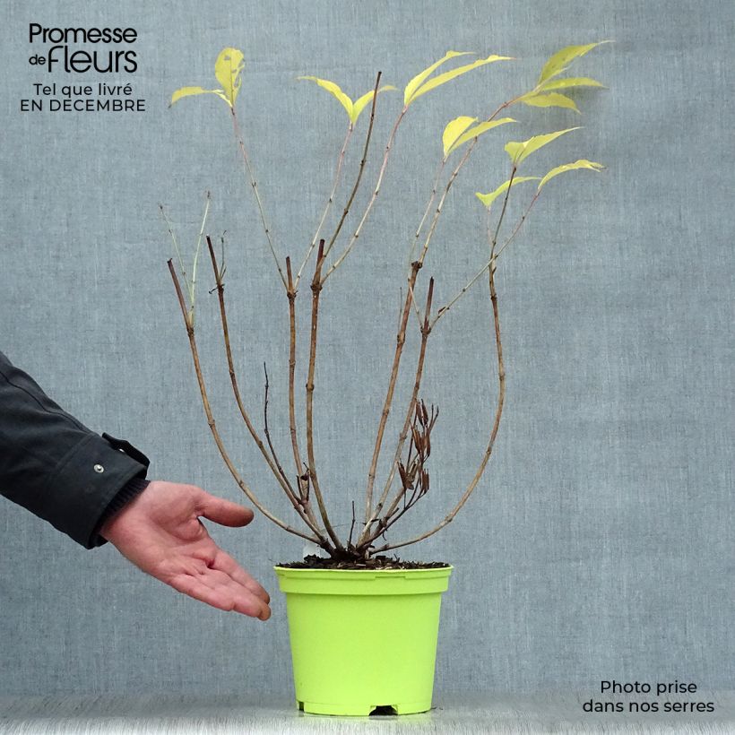 Weigelia Marjorie Vaso da 2L/3L esemplare consegnato in inverno