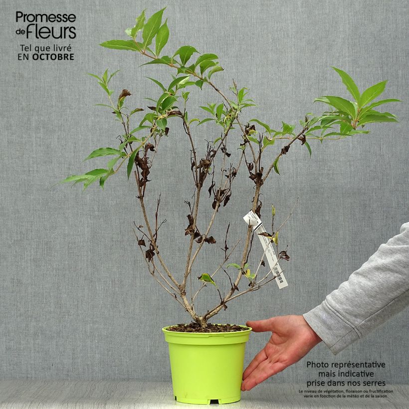 Esemplare di Weigelia Marjorie Vaso da 2L/3L come consegnato in autunno