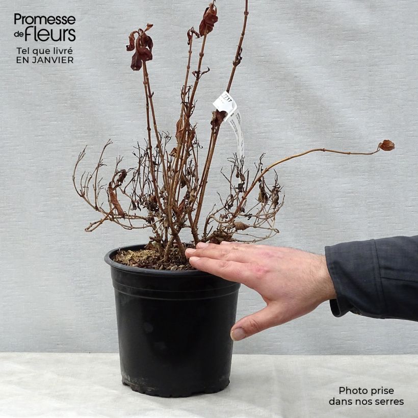 Weigelia Minor Black Vaso da 2L/3L esemplare consegnato in inverno