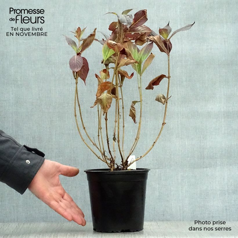 Esemplare di Weigelia Minor Black Vaso da 2L/3L come consegnato in autunno