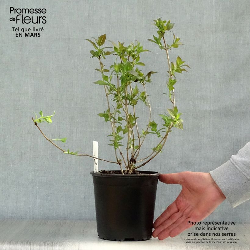 Weigelia Minor Black Vaso da 2L/3L esemplare consegnato in primavera