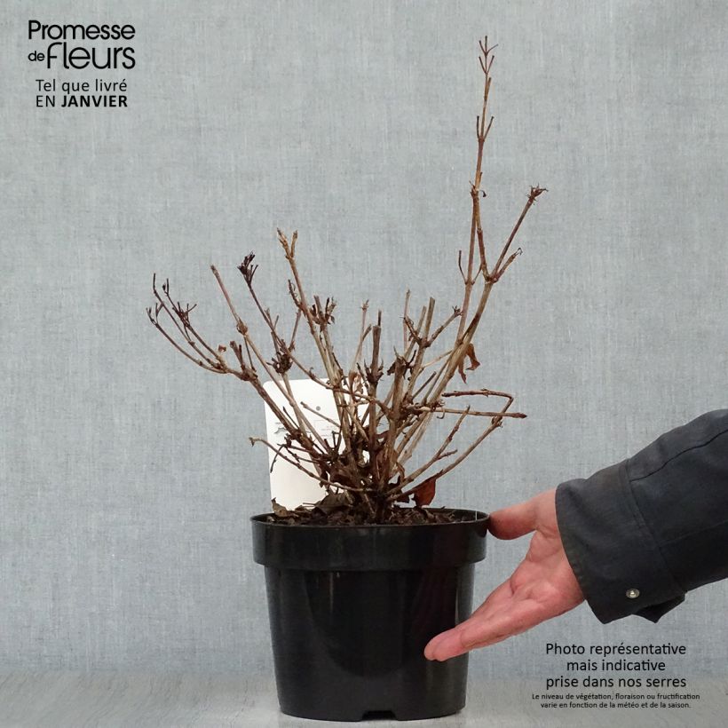 Weigelia Brigela Vaso da 2L/3L esemplare consegnato in inverno