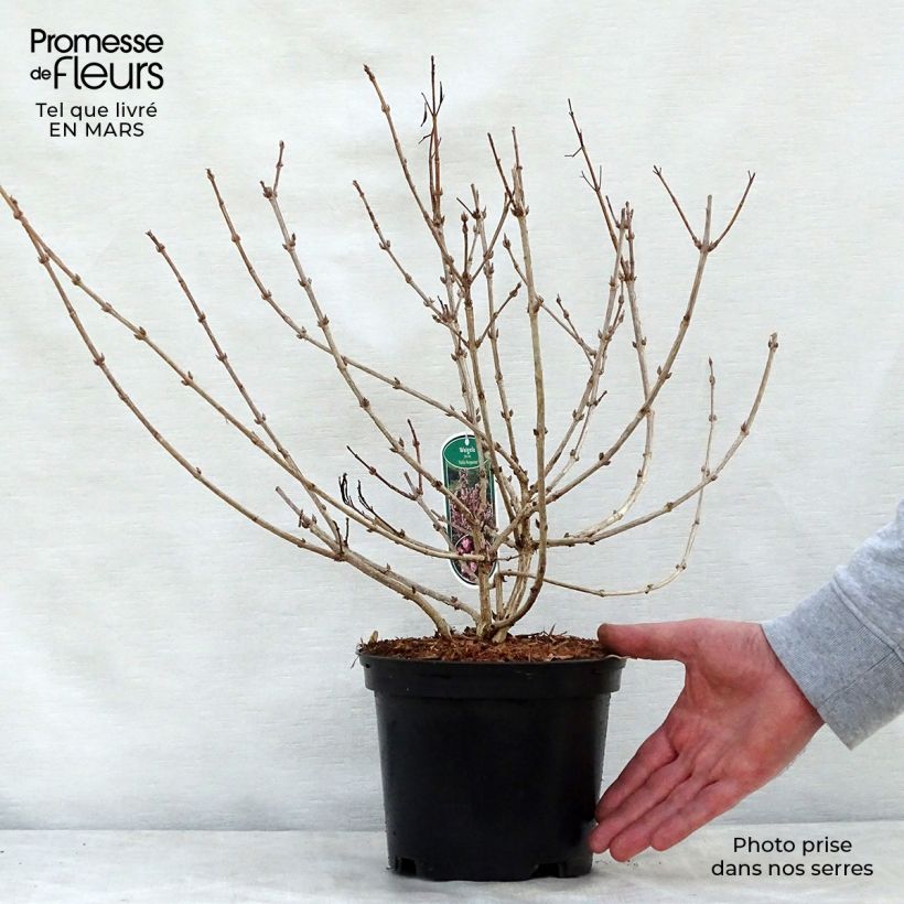 Weigelia Nana Purpurea Vaso da 3L/4L esemplare consegnato in primavera