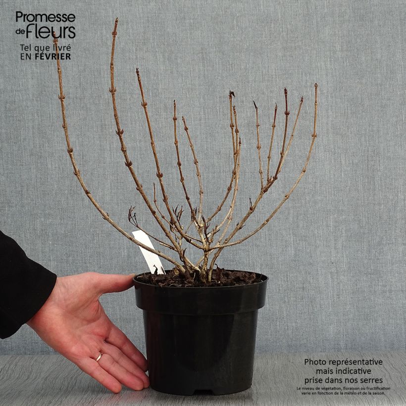 Weigelia Nana Purpurea Vaso da 3L/4L esemplare consegnato in inverno