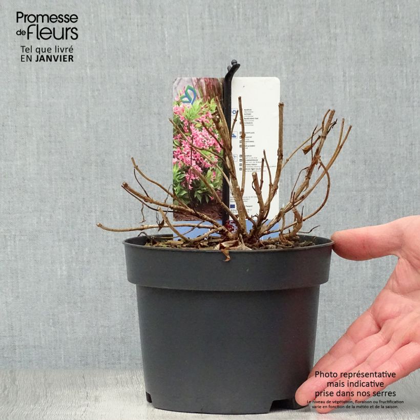 Weigelia Picobella Rosa Vaso da 2L/3L esemplare consegnato in inverno
