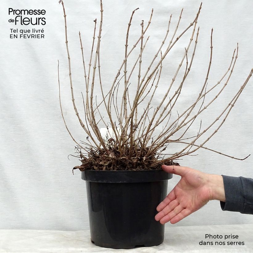 Weigelia Pink Poppet Vaso da 7,5L/10L esemplare consegnato in inverno