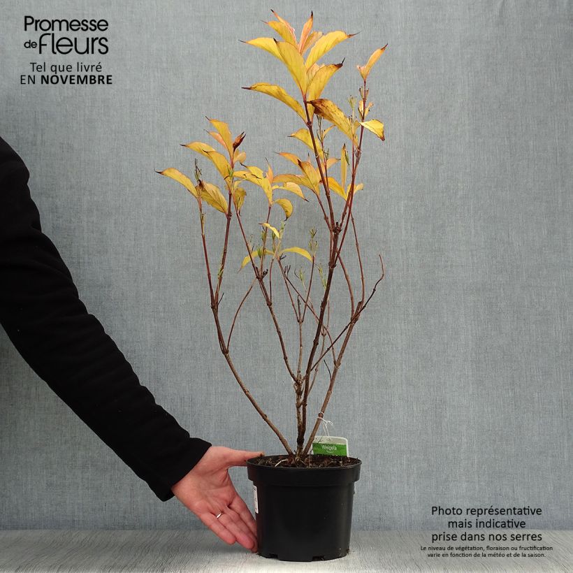 Esemplare di Weigelia Rosea Vaso da 2L/3L come consegnato in autunno
