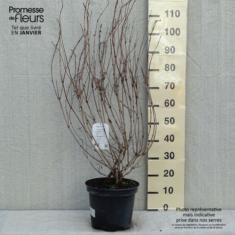 Weigelia Rosea Vaso da 7,5L/10L esemplare consegnato in inverno