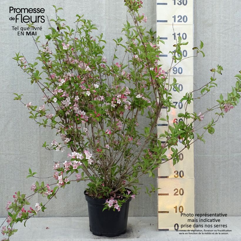 Weigelia Rosea Vaso da 7,5L/10L esemplare consegnato in primavera