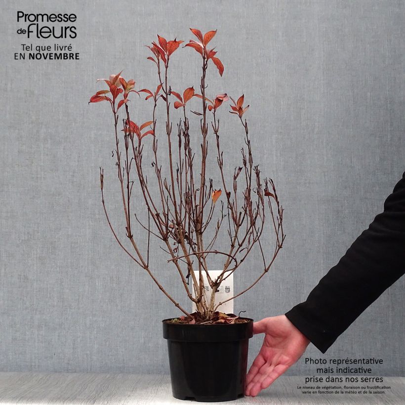 Esemplare di Weigelia Victoria Vaso da 2L/3L come consegnato in autunno