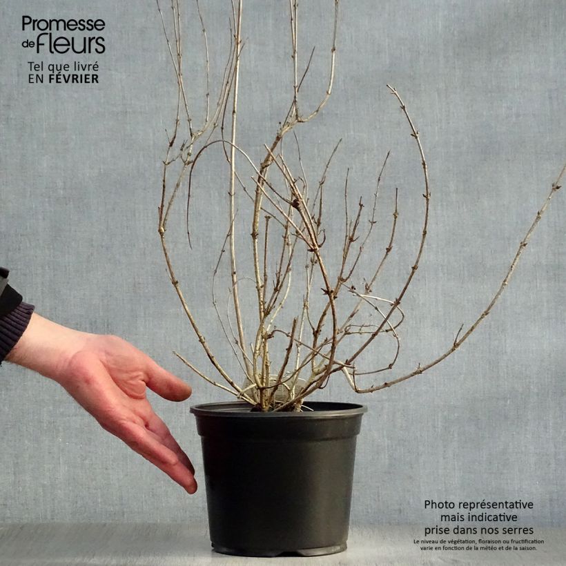 Weigelia Victoria Vaso da 2L/3L esemplare consegnato in inverno