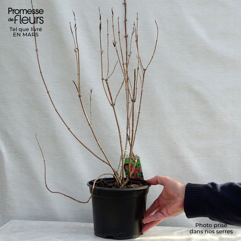 Weigelia Eva Rathke Vaso da 2L/3L esemplare consegnato in primavera