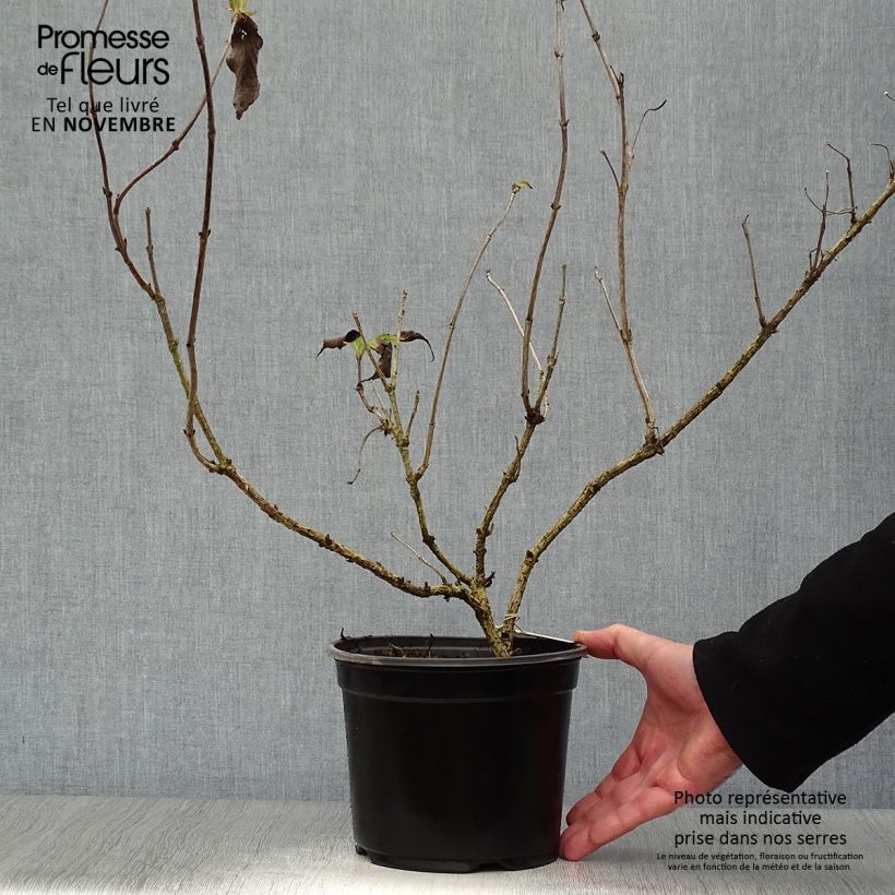 Esemplare di Weigelia Red Prince Vaso da 2L/3L come consegnato in autunno