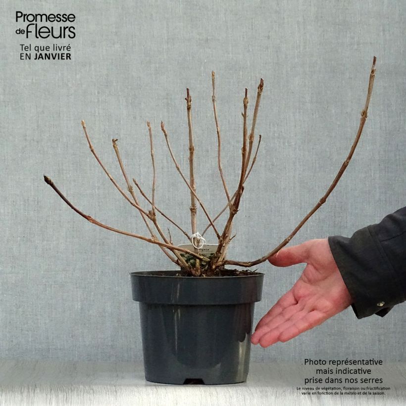 Weigela middendorffiana Vaso da 3L/4L esemplare consegnato in inverno