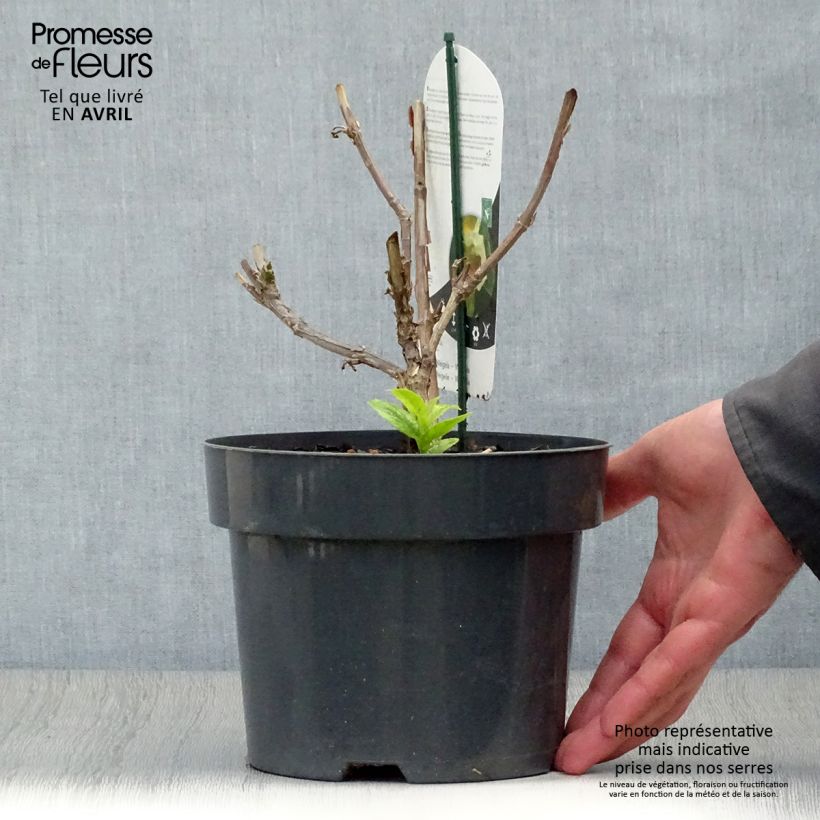 Weigela middendorffiana Vaso da 3L/4L esemplare consegnato in primavera