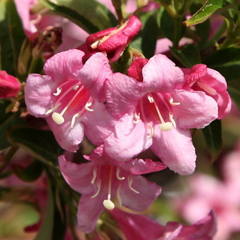 Weigelia Stelzneri (Fioritura)