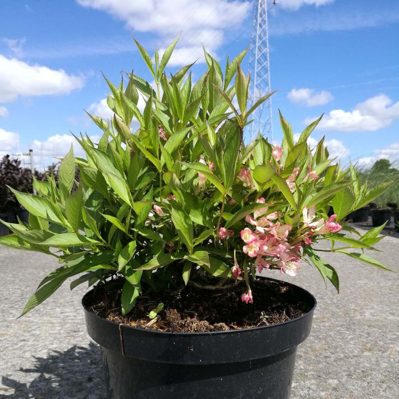 Weigelia All Summer Peach (Porto)