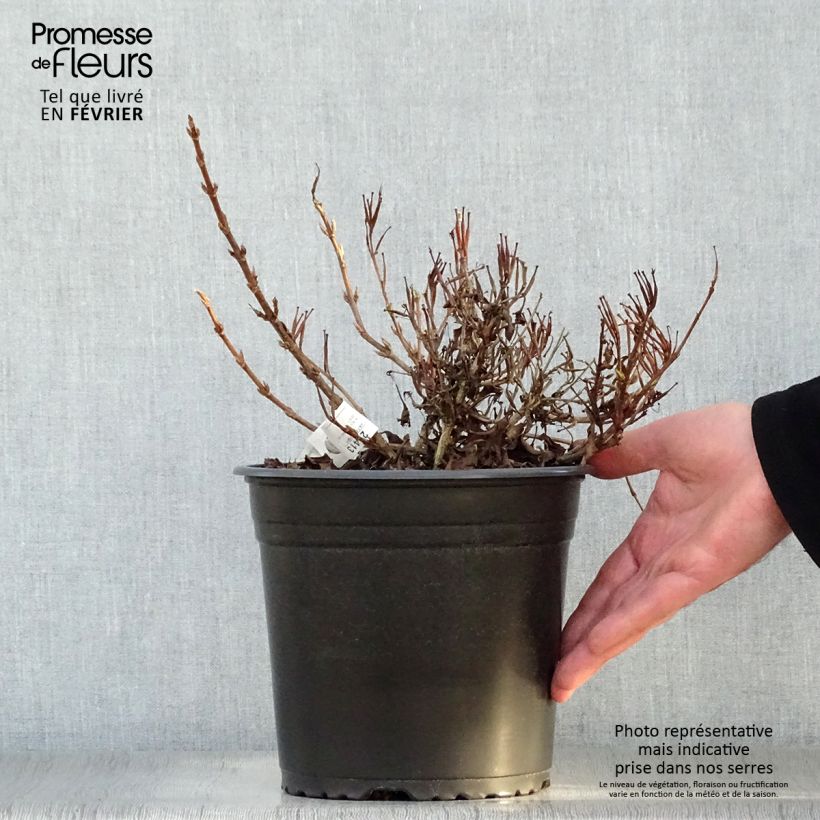 Weigelia All Summer Peach Vaso da 3L/4L esemplare consegnato in inverno