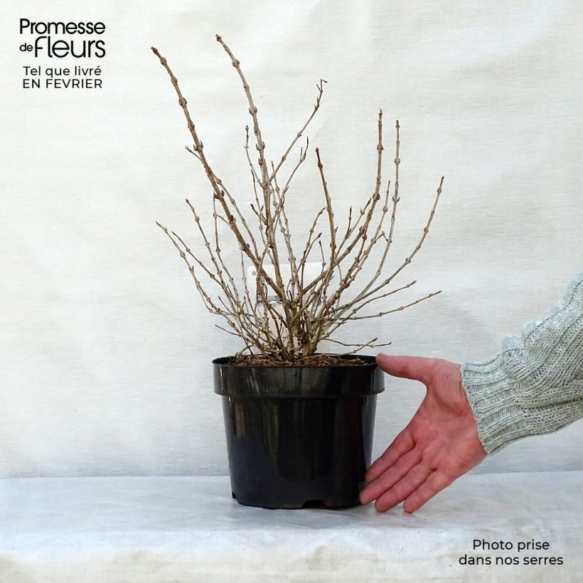 Weigelia Monet Verweig Vaso da 2L/3L esemplare consegnato in inverno