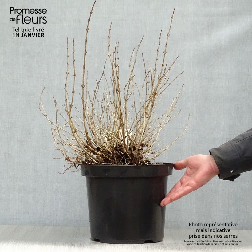 Weigelia Monet Verweig Vaso da 7,5L/10L esemplare consegnato in inverno